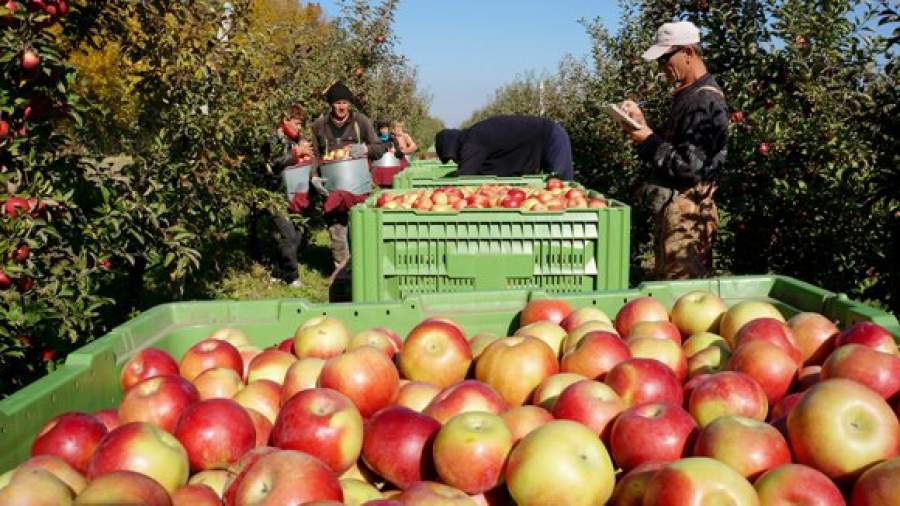 Мигрантов-крестьян предлагают освободить от обязательного экзамена